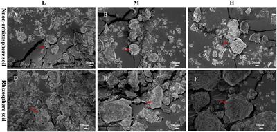 Leymus chinensis resists degraded soil stress by modulating root exudate components to attract beneficial microorganisms